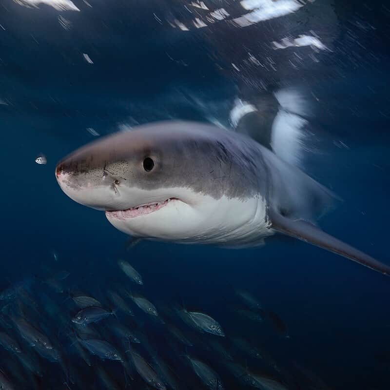 ナショナルジオグラフィックのインスタグラム