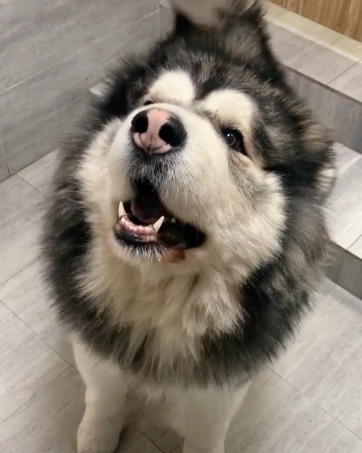 husky and malamuteのインスタグラム：「Today, the master came home late because of overtime, and then he got angry. He has been asking why the master came home so late. He may be too lonely at home.🤔🤔」
