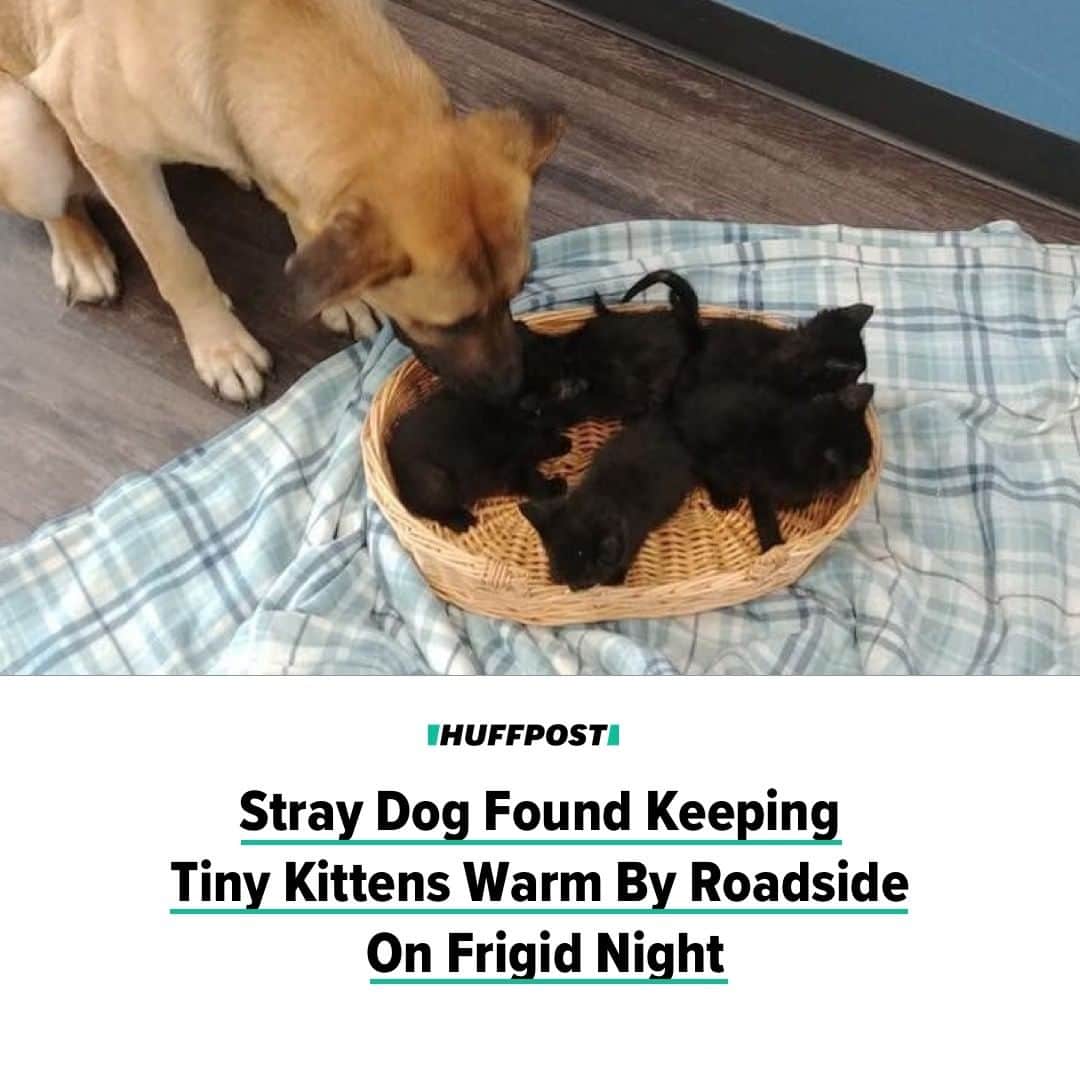 Huffington Postさんのインスタグラム写真 - (Huffington PostInstagram)「Awww. 😍Five young kittens got through a frigid Canada night thanks to a sweet stray dog, as well as the humans who brought the whole crew to safety. Pet and Wildlife Rescue, a nonprofit that operates the municipal animal shelter in Chatham-Kent, Ontario, posted photos showing the dog, now named Serenity, alongside the five black kittens. A “good citizen” had spotted Serenity with her body wrapped around the kittens on the side of the road and contacted PAWR. An animal control officer then went out to retrieve the huddled group and bring them to the shelter. It’s not clear if Serenity and the kittens knew each other before the night they were found, but at the shelter, the dog continued to visit her kitten friends as they got treatments for fleas and parasites. So sweet. 🙏 // Read the full story in the link in bio. // 📷: Pet and Wildlife Rescue」11月26日 23時50分 - huffpost