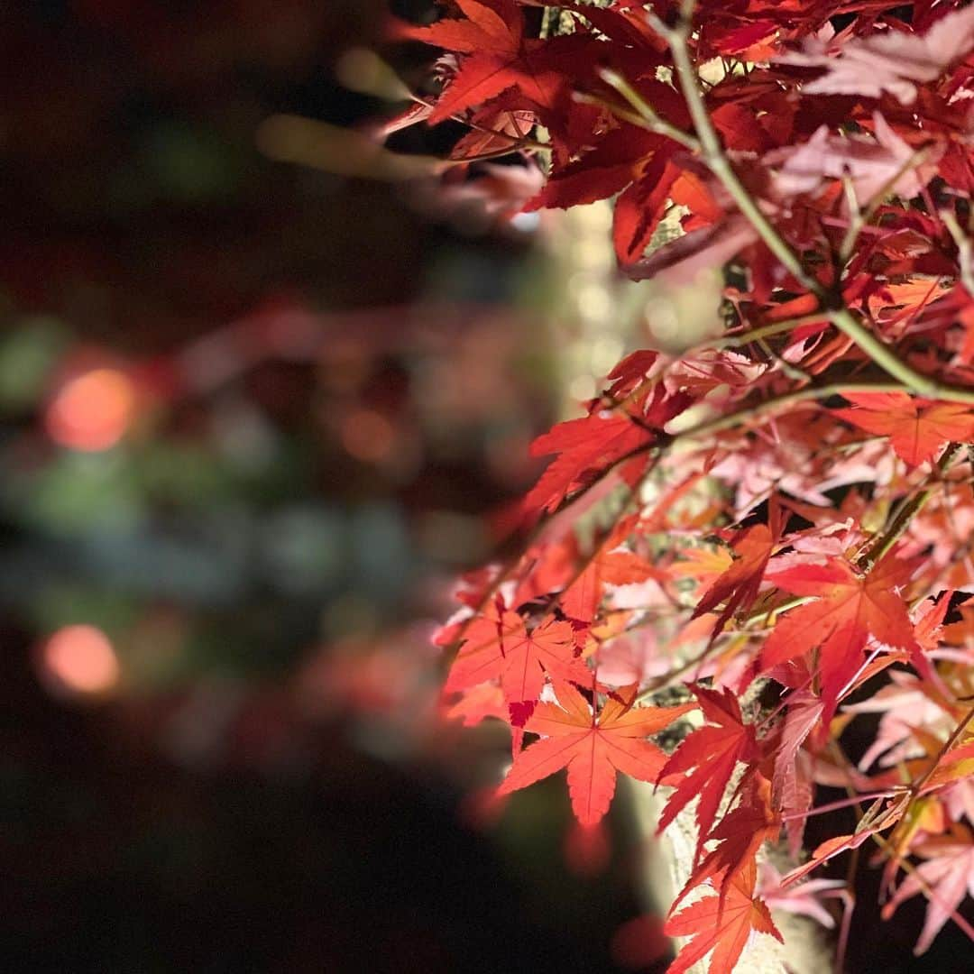 崎山一葉さんのインスタグラム写真 - (崎山一葉Instagram)「🍁🍁🍁 ・ ・  Best season of Autumn in Kyoto😍  #japan  #kyoto #紅葉  #京都 #句言 #大切なものは失わなくても気付きたい」11月27日 0時01分 - kazuha_sakiyama