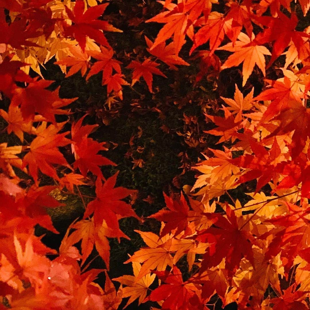 崎山一葉さんのインスタグラム写真 - (崎山一葉Instagram)「🍁🍁🍁 ・ ・  Best season of Autumn in Kyoto😍  #japan  #kyoto #紅葉  #京都 #句言 #大切なものは失わなくても気付きたい」11月27日 0時01分 - kazuha_sakiyama