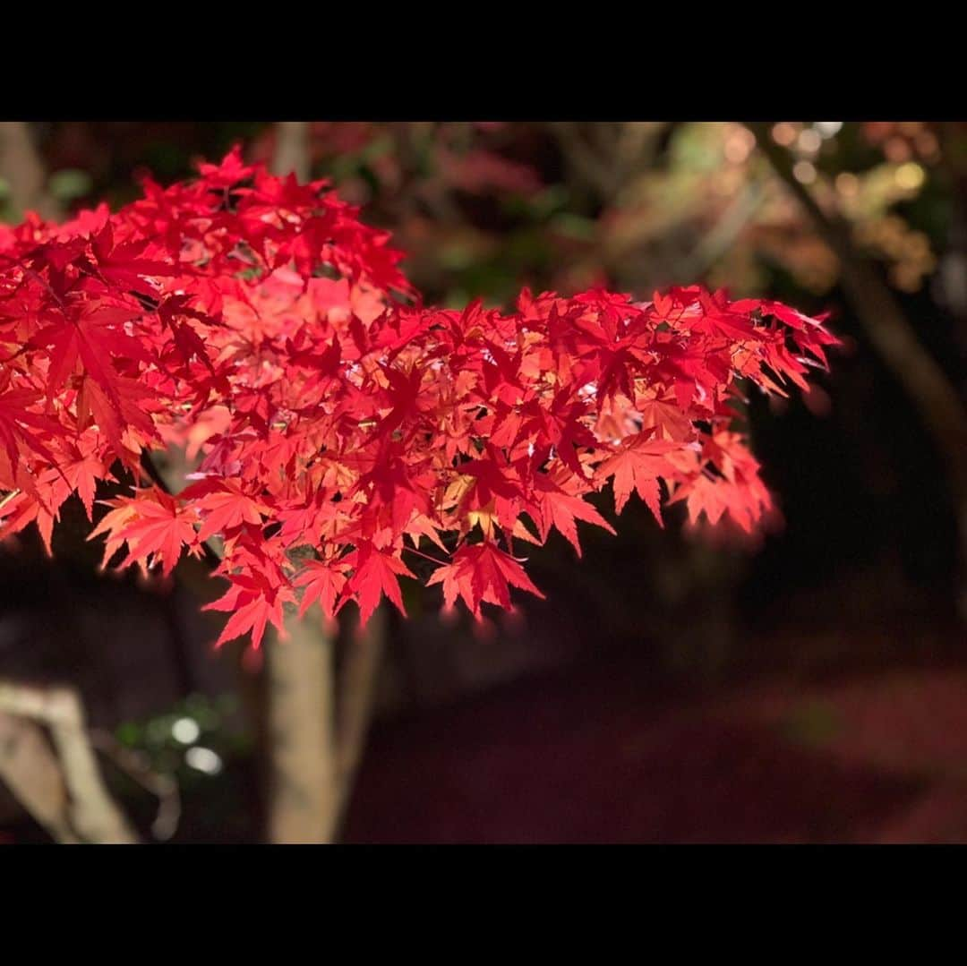 崎山一葉さんのインスタグラム写真 - (崎山一葉Instagram)「🍁🍁🍁 ・ ・  Best season of Autumn in Kyoto😍  #japan  #kyoto #紅葉  #京都 #句言 #大切なものは失わなくても気付きたい」11月27日 0時01分 - kazuha_sakiyama