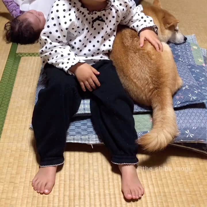 Moguのインスタグラム：「. ばあばんちでは常に座布団の一番上なの。 #牢名主って言われてる #なるほど #かわいいは罪なのね . @the_shiba_mogu  #柴犬 #shibainu #shiba#赤柴 #redshiba#犬 #dog#しばいぬ#nannydog#犬と子供#子供と犬#柴犬と子供#柴#赤ちゃんと犬#犬と赤ちゃん#柴犬と赤ちゃん#赤ちゃんと柴犬#柴犬のいる暮らし#子守犬」