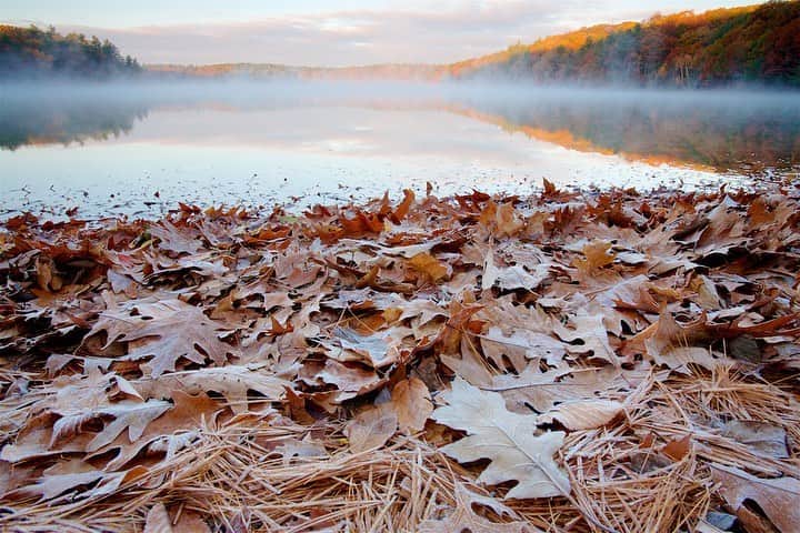 Tim Lamanさんのインスタグラム写真 - (Tim LamanInstagram)「Photo by @TimLaman.  Fall is my favorite time at Walden Pond, and is when I’ve captured my best images there.  How many of you have been to Walden Pond?  Read Thoreau?  I find it to be an inspirational place.  Here are a few fall favorites: 1) A Mallard preens amid fall reflections,  2) Frosty November Morning,  3) Misty Sunrise – Thoreau Cove.  These are all now on exhibit at the Walden Pond Visitor Center in Concord, Massachusetts if you are in the area.  They are also part of my 33% off print sale, if you need a gift idea for a Walden Pond fan on your list.  Just visit www.timlamanfineart.com.  #frost  #ducks #WaldenPondProject, #HenryDavidThoreau, #Thoreau, #WaldenPond, #NewEngland, #Massachusetts」11月27日 6時28分 - timlaman