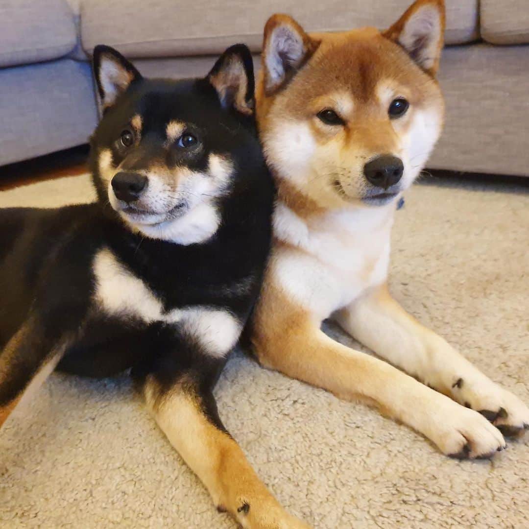 ?Fricko the Shiba Inu?のインスタグラム：「Both of us have been sick for almost a week😖Humans are busy taking care of us, we will be back soon!!😘Take care friends 😘 🐾 🐾 🐾 #FrickoandKeaton #🐶 #☀️ #shiba #shibainu #dog #柴犬 #赤柴 #黒柴  #adorable #shibalovers #shibaholics  #dogoftheday  #weeklyfluff #aww #dogstagram  #dogscorner #puppiesofinstagram #shibapuppy」