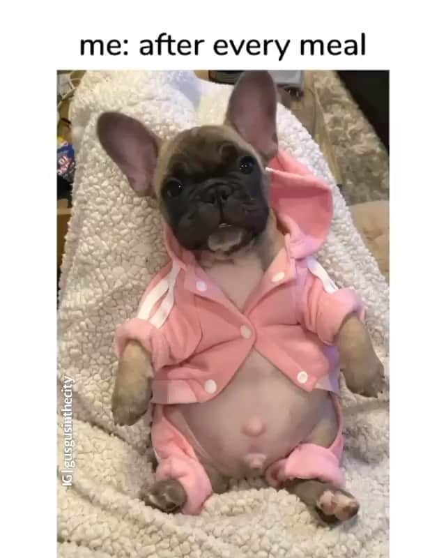 DogsOf Instagramのインスタグラム：「Also, all of us on Thursday 😂 // 🎥 @gusgusinthecity  #dogsofinstagram」