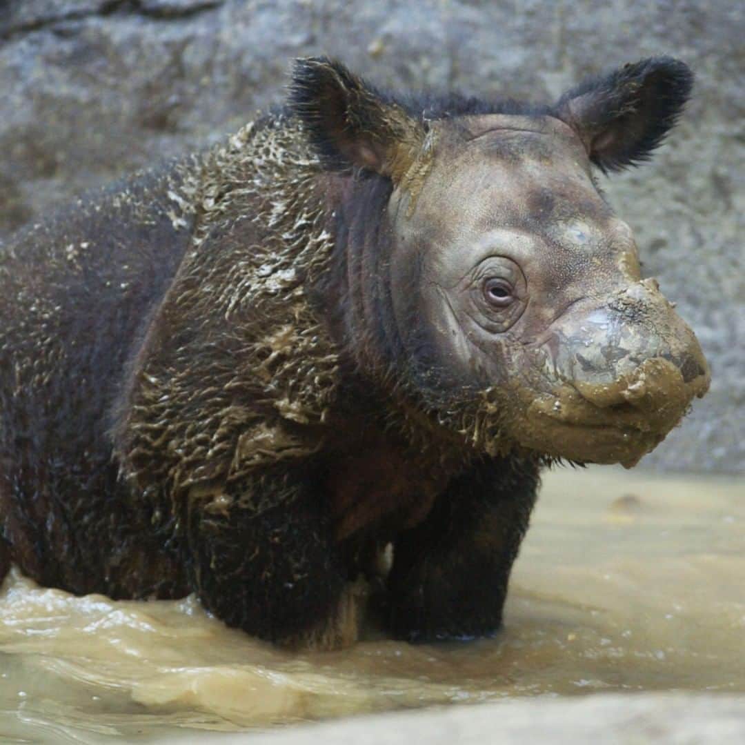 アニマルプラネットさんのインスタグラム写真 - (アニマルプラネットInstagram)「This rhino is mud-masking GOALS. Sumatran rhinos love to cool down with a relaxing mud bath treatment for up to 5 hours a day. Please hold while we search for the nearest spa! . . . . . . #animalplanetupclose #animalsofinstagram #animalplanet #animaloftheday #wild #wildlife #outdoors #animals #wildanimals #conservation #nature #animallovers #instanature #wildgeography」11月27日 2時00分 - animalplanet