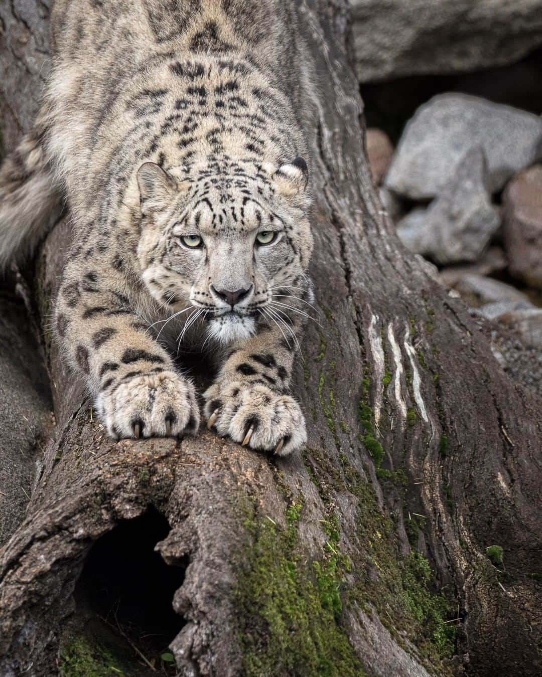 Discoveryさんのインスタグラム写真 - (DiscoveryInstagram)「Ready for turkey. 🦃 “Big cats will mark their territory through a series of scratch marks, scrape marks and scent marking at key points, which highlight the invisible boundary of their range. Snow leopards, in particular, rely heavily on scrape & scent-marking due to the lack of vegetation in the high altitude habitat which they call home. They will always make the most of a fallen tree or log in which they can sharpen their weaponry or leave a message for the next snow leopard to come along and interpret.” 📸 + caption by Vaughan King (@vaughanking) . . . . #adventure #travel #nature #photography #photooftheday #naturephotography #instagood #wildlifeIG #explore #naturelovers #snowleopard #bigcats #meow #instacats #turkey #thanksgiving」11月27日 2時04分 - discovery