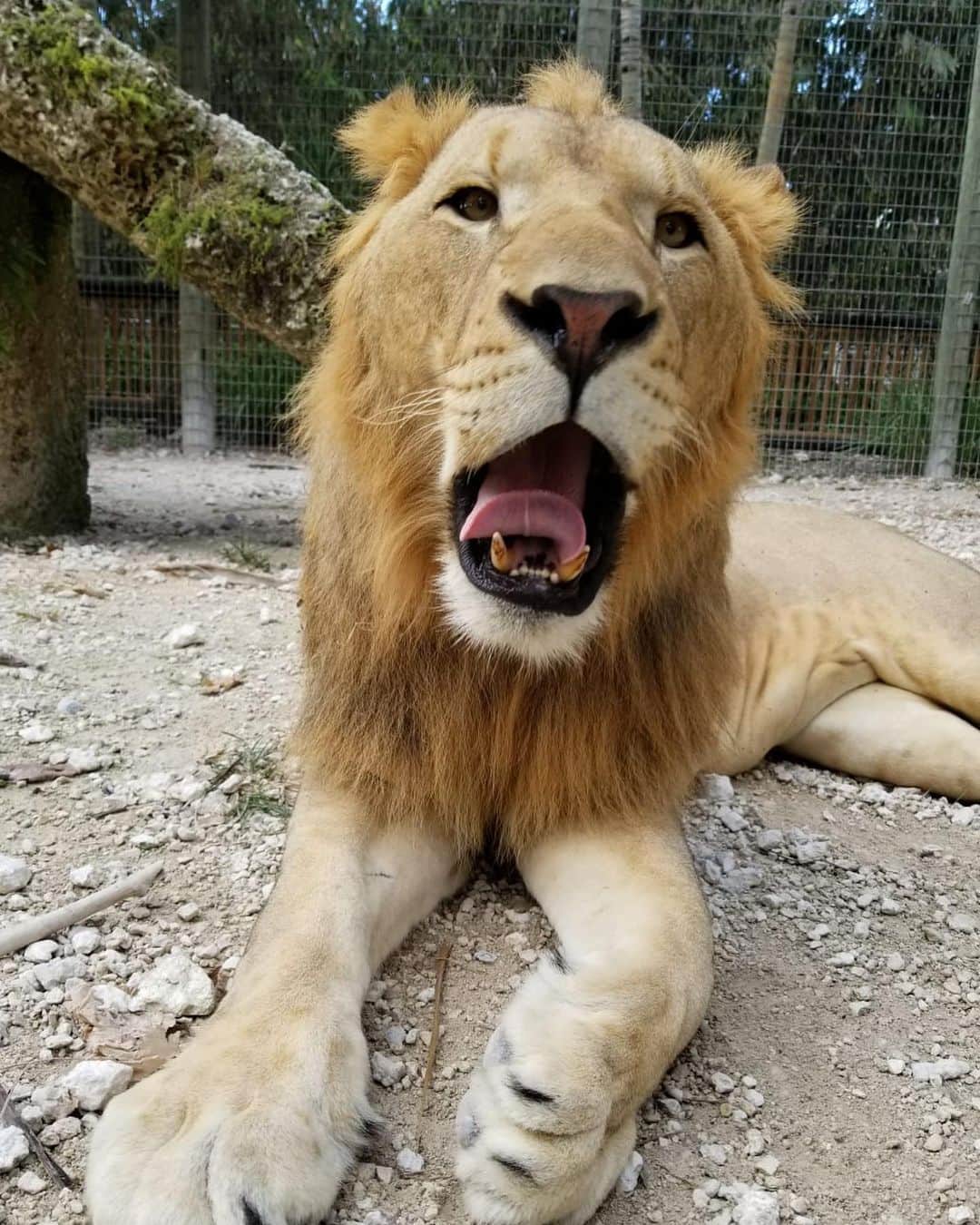 Zoological Wildlife Foundationさんのインスタグラム写真 - (Zoological Wildlife FoundationInstagram)「Afternoon YAWN brought to you by one of our favorite cats, Max!🦁💚🐾 #zwfmiami #yawningcat」11月27日 3時00分 - zwfmiami