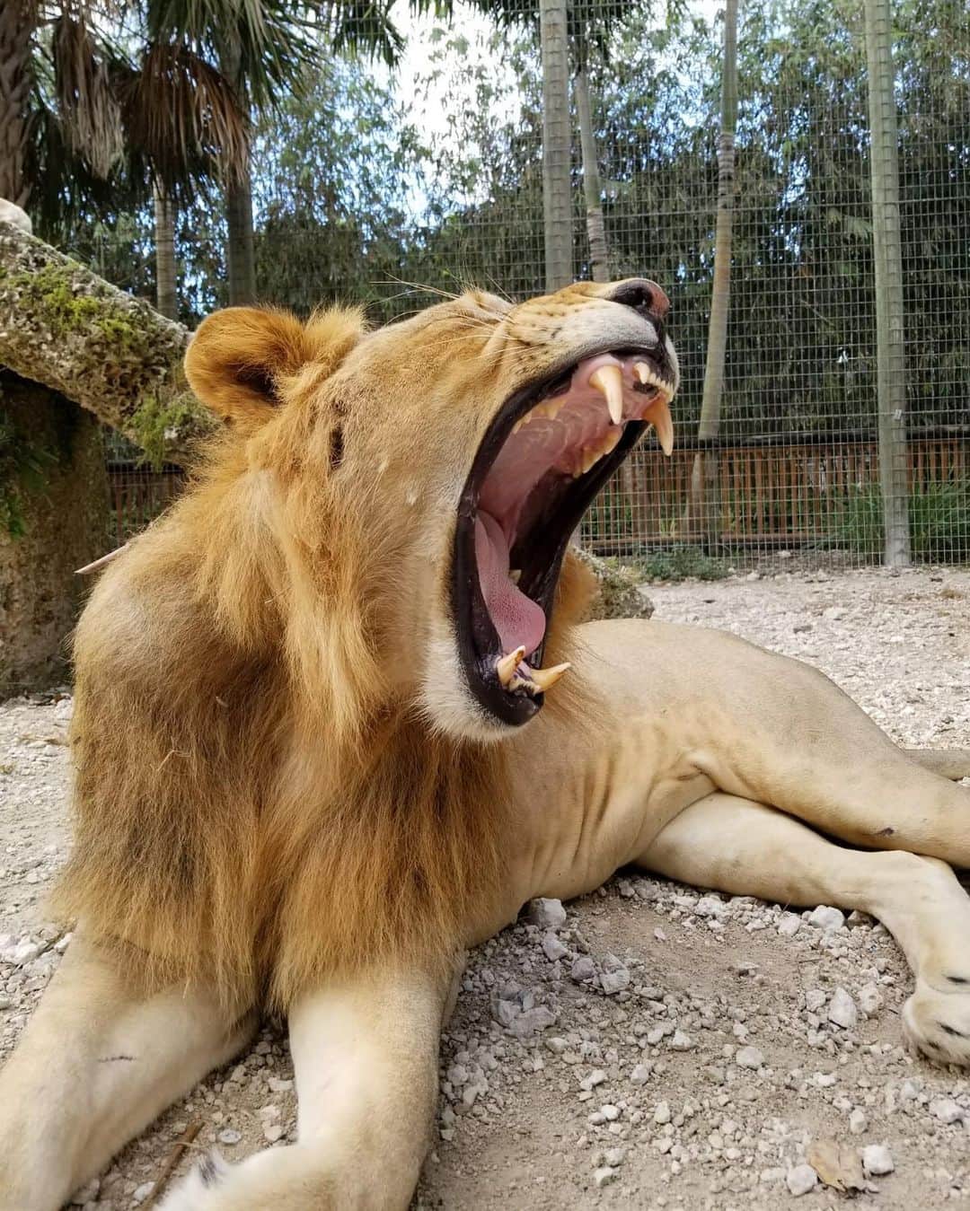 Zoological Wildlife Foundationさんのインスタグラム写真 - (Zoological Wildlife FoundationInstagram)「Afternoon YAWN brought to you by one of our favorite cats, Max!🦁💚🐾 #zwfmiami #yawningcat」11月27日 3時00分 - zwfmiami