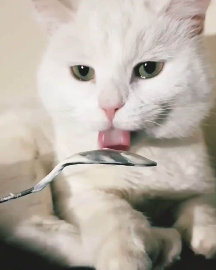 スターリンのインスタグラム：「Mlem! 😺」