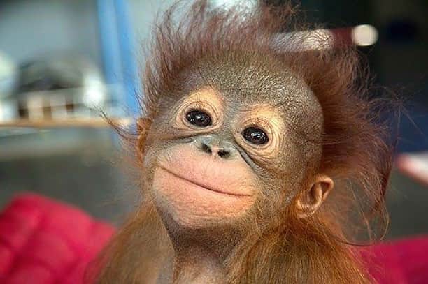 Baby Animalsさんのインスタグラム写真 - (Baby AnimalsInstagram)「Smiling is contagious! 🙂」11月27日 3時06分 - thebabyanimals