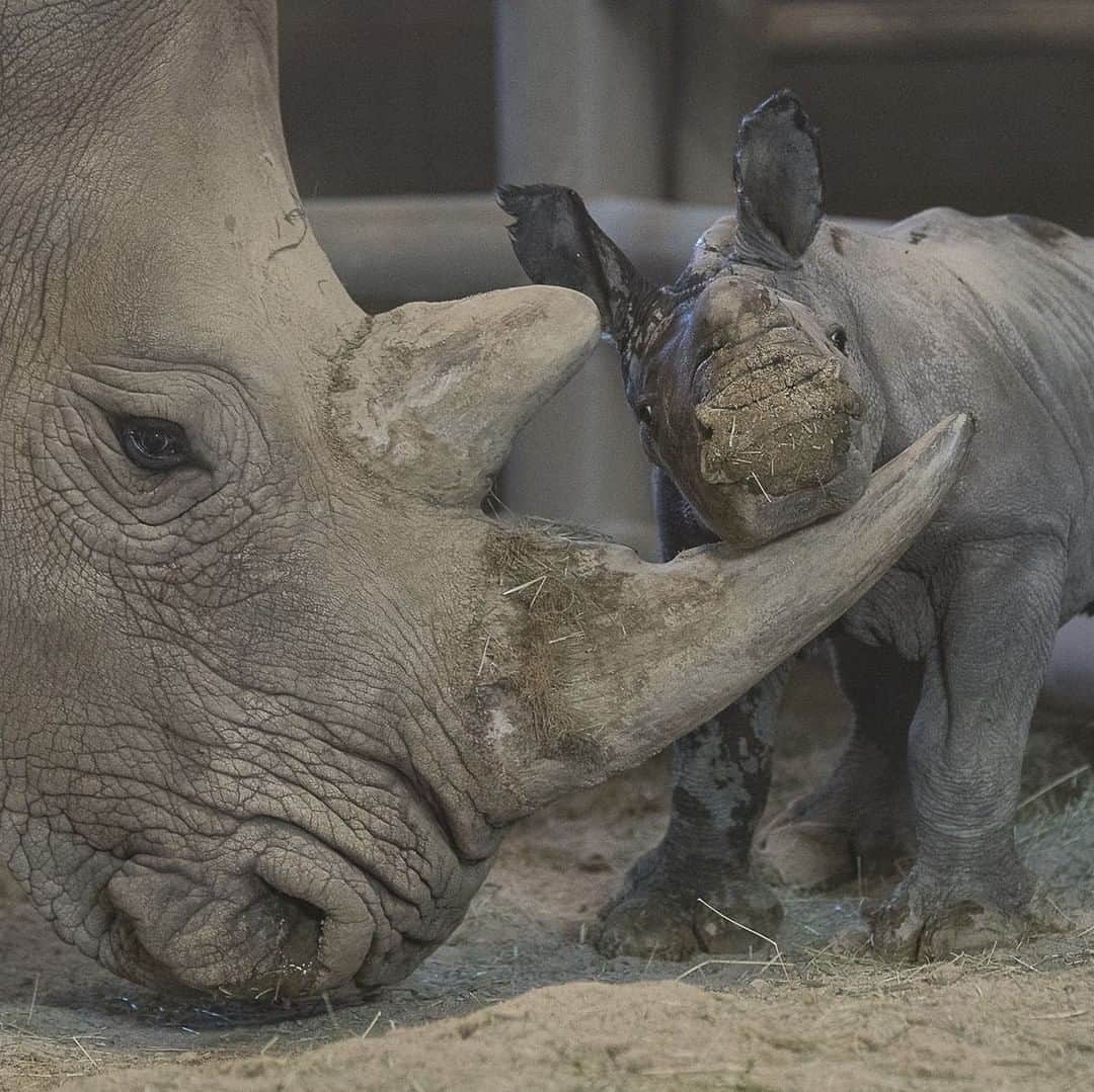 San Diego Zooさんのインスタグラム写真 - (San Diego ZooInstagram)「The 2nd rhino born following hormone-induced ovulation and artificial insemination is here, and she's adorable. Congrats to Amani and everyone involved in this historic milestone at the @sdzsafaripark. Be sure to follow our sister facility for regular updates. 💕🦏 #EndExtinction #sdzsafaripark #tankpuppy #rhinos #Rally4Rhinos #Nola4Ever」11月27日 3時56分 - sandiegozoo