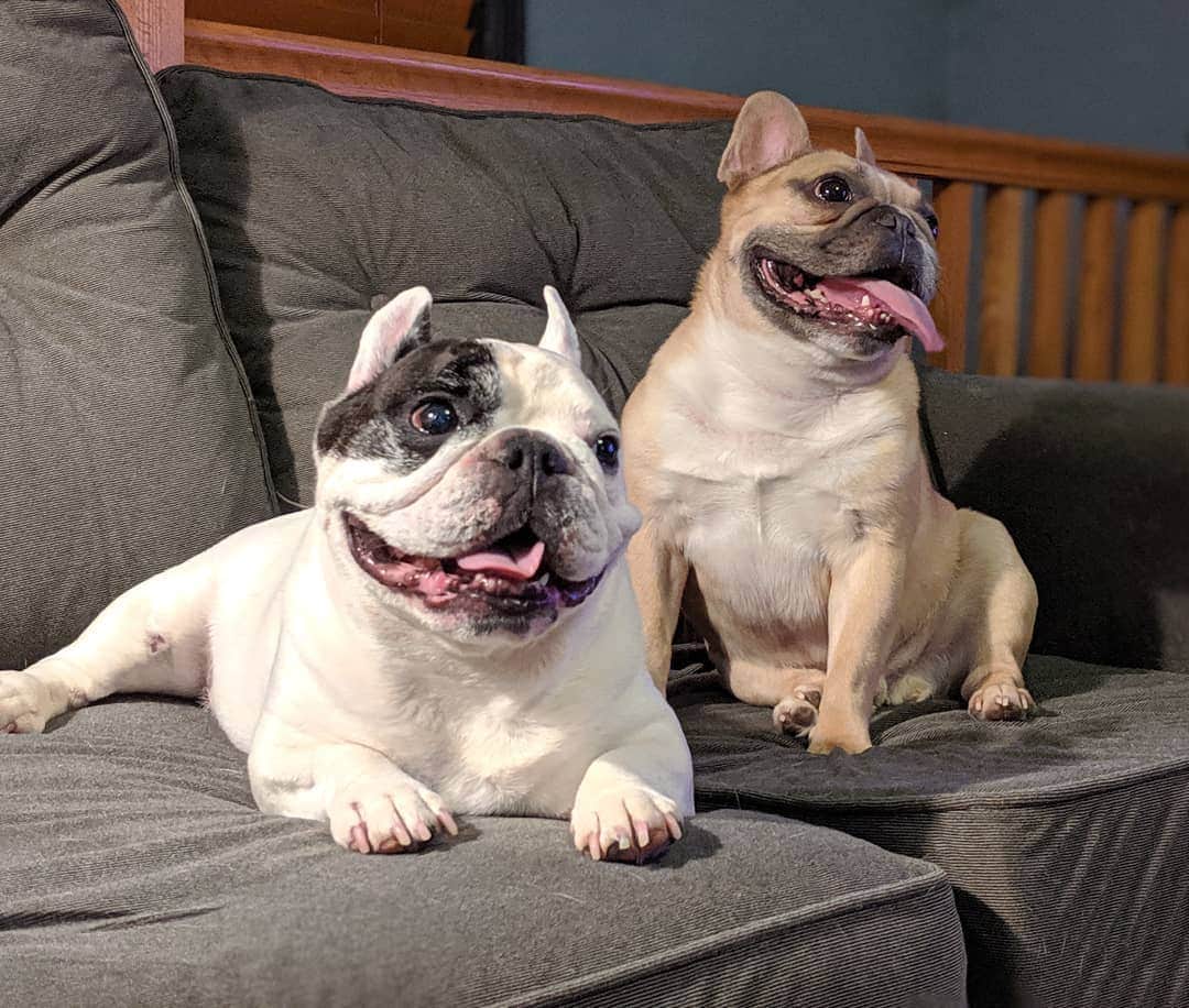 Manny The Frenchieのインスタグラム：「Official taste testers ready when you are! 😋 #thanksgivingready」