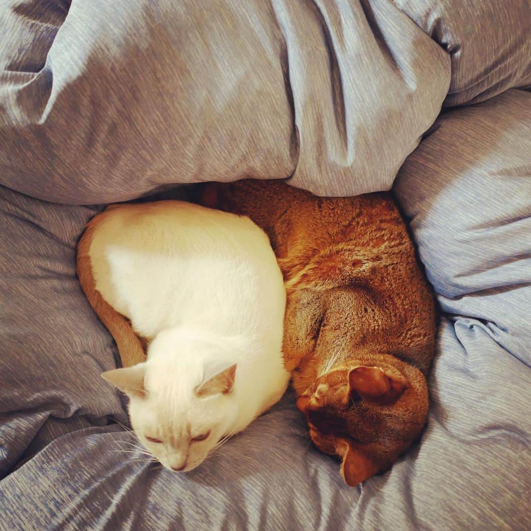 植田佳奈のインスタグラム：「#猫 #猫のいる暮らし #アビシニアン #トンキニーズ」