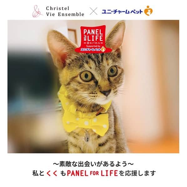 秋山ゆずきさんのインスタグラム写真 - (秋山ゆずきInstagram)「. .  Twitter  Instagramにて 自分の飼ってるわんちゃん猫ちゃんの画像で オリジナル画像を作ってアップすると 1応募につき100円が寄付できるみたいです！  詳しくは @arigatopet  我が家の猫も 生後推定1日の臍の緒つきで 雨の中ダンボールに7匹のきょうだいで 捨てられてたところを 保護された猫です。  保護してくれた方は 子猫の飼育なんて初めてなのに 3時間おきにミルクをあげて こまめに保温して 一生懸命育ててくれました。  私は生後9日目でくくを 18日目でききを引き取ったので 既にミルクの間隔は6時間おきでしたが それでも同じ親から産まれた猫なのに  1匹は哺乳瓶でミルクを飲む、 もう1匹は何故かシリンジでしか飲まない  とか  1匹は生後1ヶ月でカリカリ食べはじめたのに もう1匹は2ヶ月過ぎても ミルクしか飲まない  とか  子猫の育児はじめて、猫を飼うのもはじめての私には 日々ドキドキハラハラちゃんと大きく 育てられるのか不安でした。  そんな時助かったのがネットの 子猫飼育のブログや記事 Instagramで同じ様に保護猫を 育ててる方の投稿でした！ 毎日毎日、子猫 生後〇日 体重 とか検索してました。  今は生後3ヶ月も過ぎ 2回目のワクチンも本日終わりました！  動物病院の先生には引き取った日から 見ていただいてるのですが 「上手に育てましたね」と！ いいお家に出会えて幸せね！ よかったね！とも。  @kukukiki_kiroku22  #くくきき成長記録 では 沢山の保護猫活動をされてる 子猫育児をしてる方に出会いました。  保護活動をはじめようと思って この子達と出会ったわけではなく この子達と出会ってから はじめて 保護犬や保護猫について 色々知りましたが 1匹でも多くの命が救われて 幸せになってほしいです！  みんなが幸せになれますように！  #ペットにありがと2019　#みんなでPANELFORLIFEを応援しよう　#あなたのワンちゃんネコちゃんの画像で参加 https://arigatopet-cp.jp/ #保護猫 #保護猫を家族に #保護猫出身 #保護猫と暮らす #子猫 #子猫保護しました #子猫成長記録 #成長記録 #猫 #猫と暮らす #猫部 #にゃんすたぐらむ #ねこのきもち #子猫育児 #子猫育児日記 #子猫育児中 #子猫ミルク #子猫動画 #ねこらぶ #保護犬 #殺処分ゼロ」11月27日 15時03分 - yuzukiakiyama