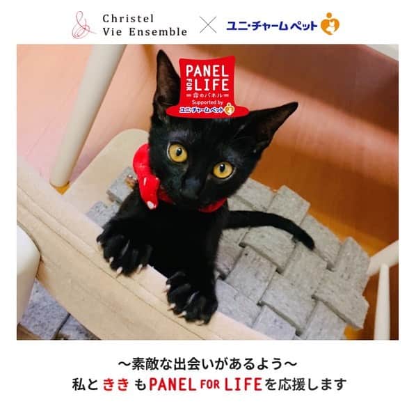 秋山ゆずきさんのインスタグラム写真 - (秋山ゆずきInstagram)「. .  Twitter  Instagramにて 自分の飼ってるわんちゃん猫ちゃんの画像で オリジナル画像を作ってアップすると 1応募につき100円が寄付できるみたいです！  詳しくは @arigatopet  我が家の猫も 生後推定1日の臍の緒つきで 雨の中ダンボールに7匹のきょうだいで 捨てられてたところを 保護された猫です。  保護してくれた方は 子猫の飼育なんて初めてなのに 3時間おきにミルクをあげて こまめに保温して 一生懸命育ててくれました。  私は生後9日目でくくを 18日目でききを引き取ったので 既にミルクの間隔は6時間おきでしたが それでも同じ親から産まれた猫なのに  1匹は哺乳瓶でミルクを飲む、 もう1匹は何故かシリンジでしか飲まない  とか  1匹は生後1ヶ月でカリカリ食べはじめたのに もう1匹は2ヶ月過ぎても ミルクしか飲まない  とか  子猫の育児はじめて、猫を飼うのもはじめての私には 日々ドキドキハラハラちゃんと大きく 育てられるのか不安でした。  そんな時助かったのがネットの 子猫飼育のブログや記事 Instagramで同じ様に保護猫を 育ててる方の投稿でした！ 毎日毎日、子猫 生後〇日 体重 とか検索してました。  今は生後3ヶ月も過ぎ 2回目のワクチンも本日終わりました！  動物病院の先生には引き取った日から 見ていただいてるのですが 「上手に育てましたね」と！ いいお家に出会えて幸せね！ よかったね！とも。  @kukukiki_kiroku22  #くくきき成長記録 では 沢山の保護猫活動をされてる 子猫育児をしてる方に出会いました。  保護活動をはじめようと思って この子達と出会ったわけではなく この子達と出会ってから はじめて 保護犬や保護猫について 色々知りましたが 1匹でも多くの命が救われて 幸せになってほしいです！  みんなが幸せになれますように！  #ペットにありがと2019　#みんなでPANELFORLIFEを応援しよう　#あなたのワンちゃんネコちゃんの画像で参加 https://arigatopet-cp.jp/ #保護猫 #保護猫を家族に #保護猫出身 #保護猫と暮らす #子猫 #子猫保護しました #子猫成長記録 #成長記録 #猫 #猫と暮らす #猫部 #にゃんすたぐらむ #ねこのきもち #子猫育児 #子猫育児日記 #子猫育児中 #子猫ミルク #子猫動画 #ねこらぶ #保護犬 #殺処分ゼロ」11月27日 15時03分 - yuzukiakiyama