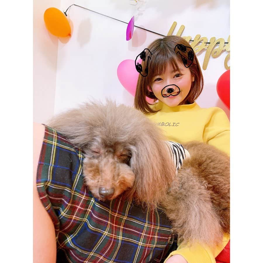 加藤一華さんのインスタグラム写真 - (加藤一華Instagram)「. なるへのワンちゃんどっきり いかがでしたか？🐶🐩🌟 . ここ最近で一番緊張した🤯笑 とっても人懐っこくて頭のいい ふかふかアロハちゃんに癒された😌💭 また会いたいなあ〜☺️💓 . #SNOW 認識した！！！😳 #dog #犬 #誕生日 #happy #birthday #happybirthday #いちなる #ドッキリ #トイプードル　#toypoodle」11月27日 15時05分 - ichika_kato