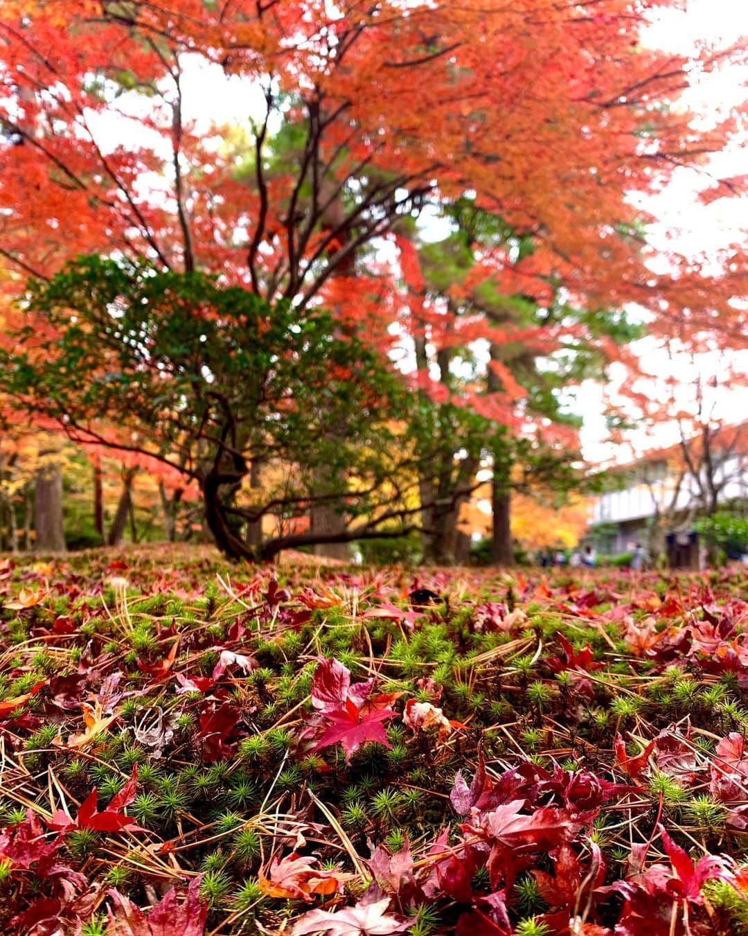 美優さんのインスタグラム写真 - (美優Instagram)「紅葉を見に兼六園に行ってきました😊 ・ すっかり秋だな〜🍁，， と思っていたら… 翌日から突然冬の寒さ⛄️❄️ ・ ・ #兼六園　#金沢　#紅葉」11月27日 15時16分 - miyu11_20