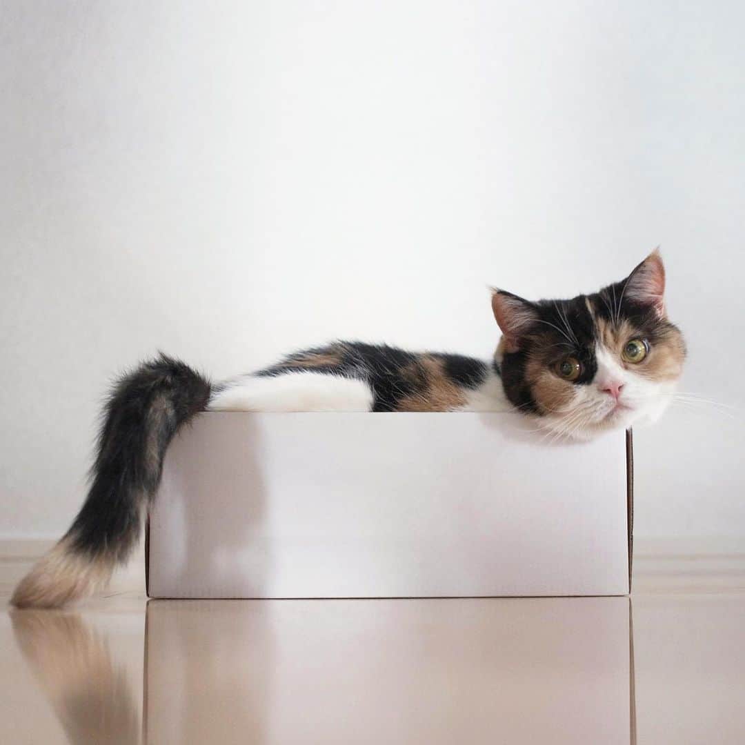 guremikeのインスタグラム：「#cat #cats #neko #cute #lovely #kawaii #natural #simple #catlife #catlovers #catoftheday #catsofinstagram #photooftheday #catstagram」