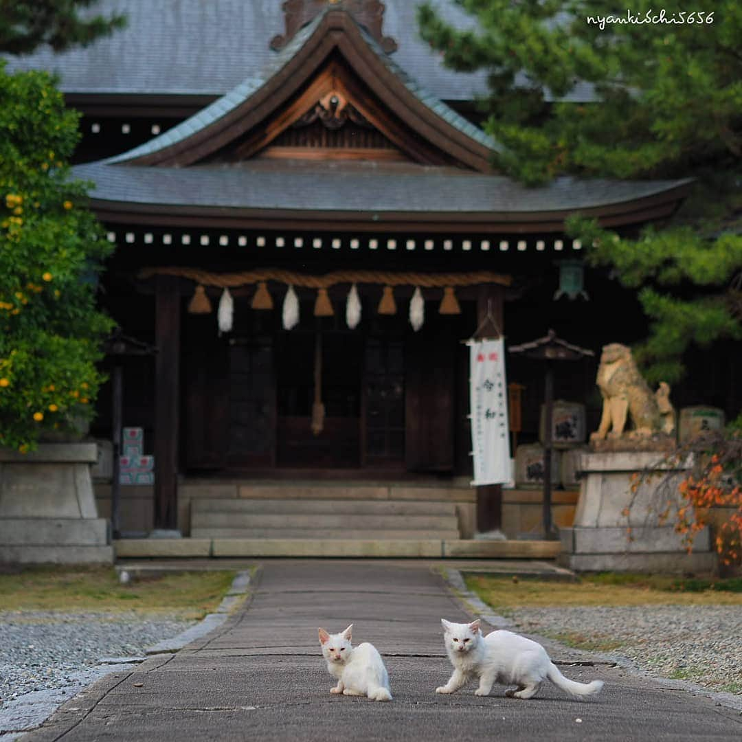 路地裏のにゃん吉さんのインスタグラム写真 - (路地裏のにゃん吉Instagram)「ぼくら狛猫の時代にゃ ストーリーも見てにゃ🐱🐱 #神社フォトコンわたしと神社 #ふるさと神社めぐり  #แมว #igersjp#ねこ#猫#planet_of_the_cats_#ねこ部#ふわもこ部#kittens_of_world #にゃんすたぐらむ#みんねこ #cats#ファインダー越しの私の世界 #catsofinstagram#catstocker#catloversclub#ペコねこ部#ピクネコ #東京カメラ部#icu_japan#team_jp_秋色2019 #고양이#nekoclub #catstagram#japan_photo_now #bestcatclub 　#balousfriends#ファインダーは私のキャンパス」11月27日 6時46分 - nyankichi5656