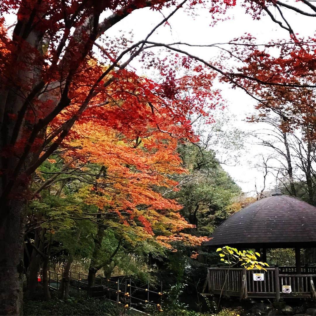 本間大嗣さんのインスタグラム写真 - (本間大嗣Instagram)「おはにゃん。 今朝は8℃。顔冷たい🥶 公園の木も色付いてます。 地面も濡れて冷たいのでミケちゃんは木の上に居ました🤗さ、今日はレッスン‼️ 気合い入れて、元気出していきましょう❣️」11月27日 6時38分 - zephyr1100rs