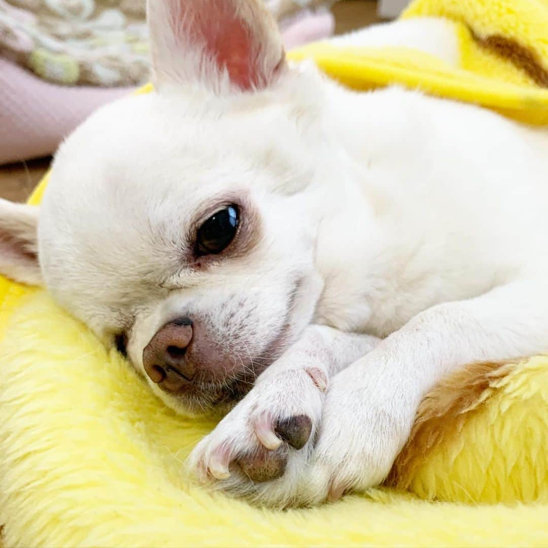 KORIKIのインスタグラム：「おはようございます♪ * #dogofsapporo #dog, #dogs, #dogstagram,#chihuahua,#犬バカ部,#チワワ,#koriki, #hanadog #白スムチ連合会, #スムチー,  #dogofthedayjp, #dogoftheday  #ilovemydog #instadog #instapet #WhiteChihuahua  #吉娃娃 #치와와  #dogsofinstagram #Chihuahualover  #ชิวาวา #チワワの輪 #barkbox #WhiteChihuahuaParty #もふもふモフモフ」