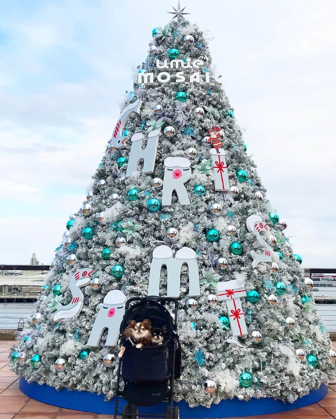 kayoのインスタグラム：「* * ホワイト×ブルーの クリスマスツリー🎄⭐️ * * 青い空と青い海にピッタリ😆 * * Lychee🎄Melon * * #クリスマスツリー #chihuahua#chihuahualove#dogstgram#dog#instadog#チワワ#チワワ大好き * *」