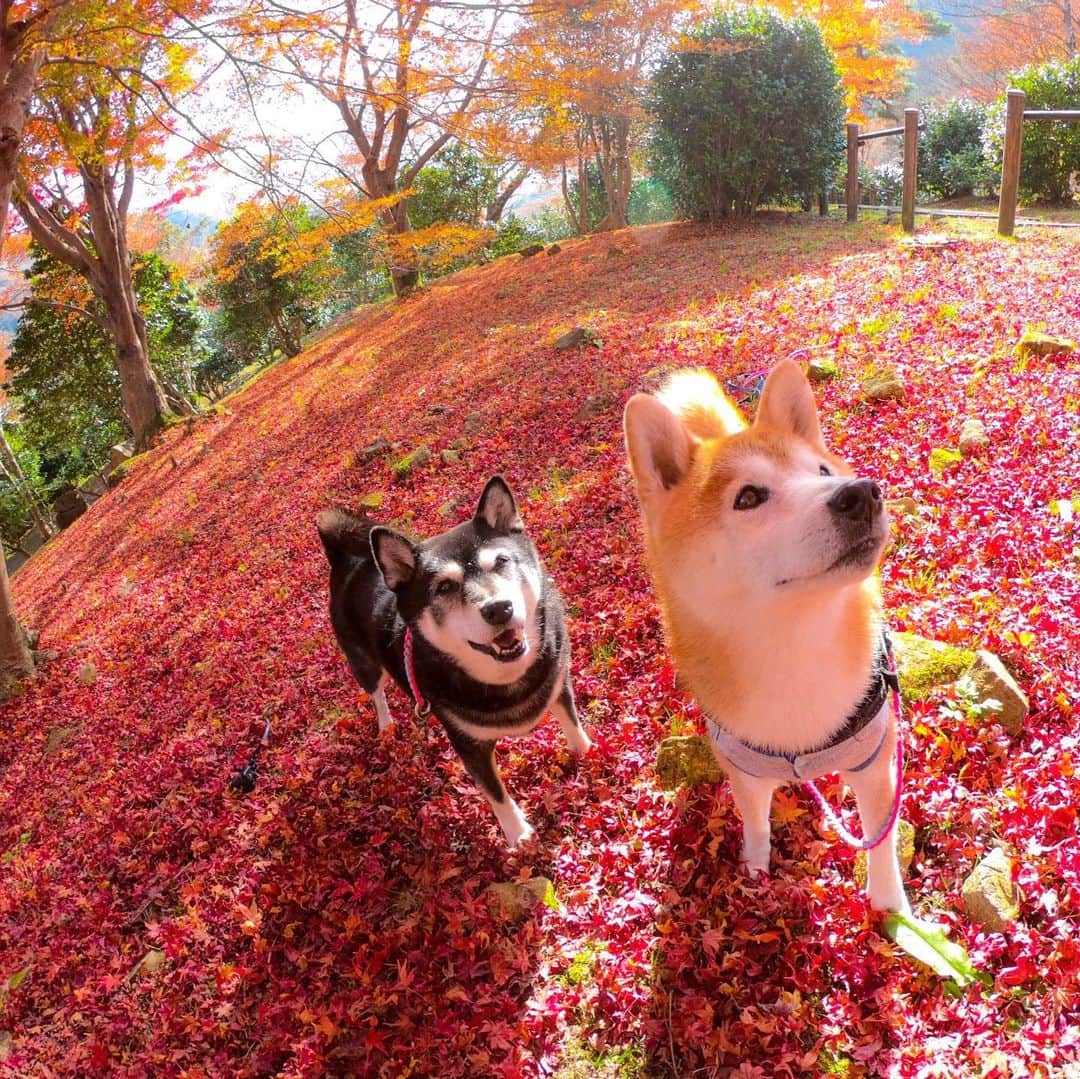 BlackRed shibasさんのインスタグラム写真 - (BlackRed shibasInstagram)「美しい場所です。 Beautiful place. Photo 2018.12.02 彼女は居ないけど… 週末はこの場所に行こうか…. . . .  Photo #goprohero7black  @GoPro @GoProJP . . . #neneandmusashi2019 #shibainu #shiba #柴犬 #しばいぬ #dog #instadog #日本犬 #lovely #cute #秋色 #autumn #fall #dog #日本犬  #GoPro #ゴープロ #gopro7 #goprodog #goproのある生活 #goprojp #gopropets #goprohero7black #shibainulife #besomedoggy #doggo #goprodogsquad #goprofamily」11月27日 8時26分 - black_red_jp