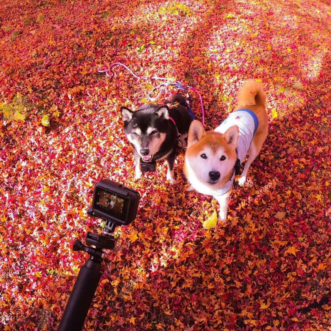 BlackRed shibasのインスタグラム