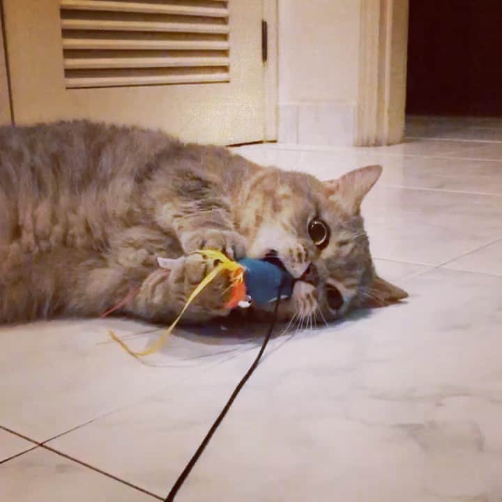 Pancakeのインスタグラム：「....Wednesday blues. Too lazy to move. 😱😂 #catkote #cats #catlovers #catsconnect #catstagram #catsoninstagram #catsofinstagram #catoftheday #sgcats #pets #petlovers #pancake #petstagram #instacats #thedailykitten  #instagramcats #munchkincats #neko #ねこ #マンチカン」