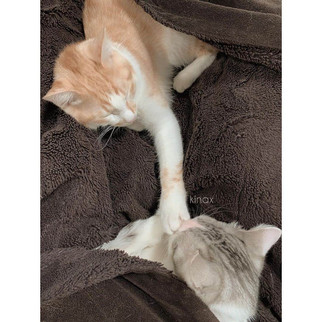 kinaxのインスタグラム：「. good morning(๑′ᴗ‵๑)☀in Japan, and good afternoon, good evening, good night for world friends! . 今日も寒いね❄️ . むちこさんは基本元気で 食べやすいように、かぼちゃとサツマイモのポタージュを 作ってあげたらもりもり食べてくれるよ🥘 . よかったよかったʕ •́؈•̀ ₎♡ . . それから昨日はお返事ありがとうございました！ やっぱり猫ちゃんは気ままですねぇ😂 . 気長に付き合っていきまーす🐈 . . それから、抱っこが苦手なソルは 警戒心が強いんだと思うのだけど ルナがわんこと一緒に毛布に乗って だらーんとぬくぬく寝ている横で 毛布からちょっと離れて香箱座りしていたり あんまり膝に乗ったりしてくれないんだけど ここ数日は毛布にくるまるようになってきたよ❄️ . あったかい事に気付いてくれてよかったʕ •́؈•̀ ₎笑 . . それはそうと 昨日、むちこさんのおもちゃのお化粧セットに 顔を突っ込んだらしく おでこがピンクに染まったルナ🌙 . 拭いてあげたけど嫌がるので 今日もピンクちゃんですʕ •́؈•̀ ₎笑 . . みんなも暖かくして過ごしてね🧤 . #親バカ部 #スープ好き #スープストックトーキョー行きたい #猫バカ部 #保護猫 #パステル兄弟 #ルナとソル #お顔むぎゅっとされてた #おでこピンクちゃん 2019/11/27」