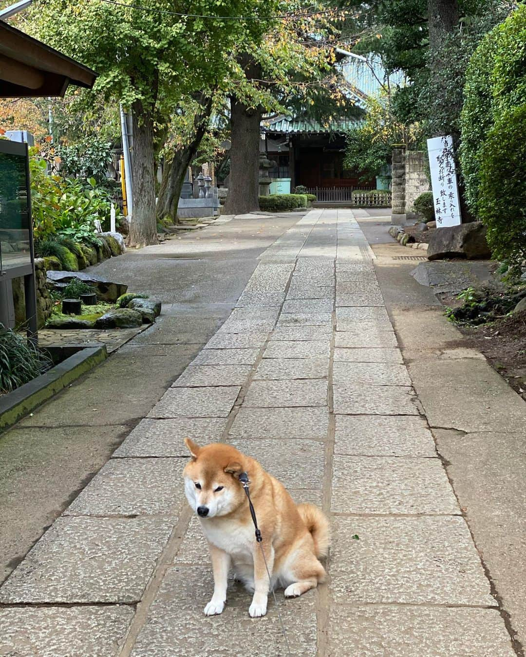 まる（まるたろう）さんのインスタグラム写真 - (まる（まるたろう）Instagram)「I wanna see Sumo Wrestler!! ✨🐶✨千代の富士先輩に挨拶してから帰るの！ #玉林寺に来たら挨拶しないと #失礼でしょ #玉林寺千代の富士像  @gallerymarusan から徒歩5分 #是非お参りください #柴犬まるのイヤイヤさん」11月27日 9時28分 - marutaro