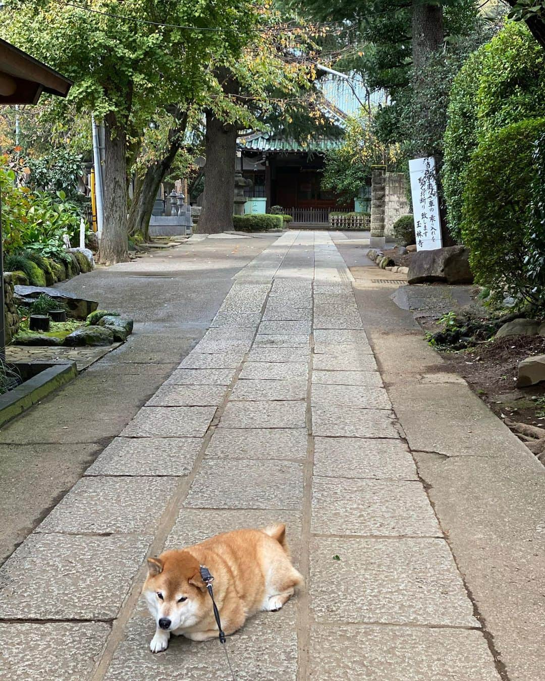 まる（まるたろう）さんのインスタグラム写真 - (まる（まるたろう）Instagram)「I wanna see Sumo Wrestler!! ✨🐶✨千代の富士先輩に挨拶してから帰るの！ #玉林寺に来たら挨拶しないと #失礼でしょ #玉林寺千代の富士像  @gallerymarusan から徒歩5分 #是非お参りください #柴犬まるのイヤイヤさん」11月27日 9時28分 - marutaro