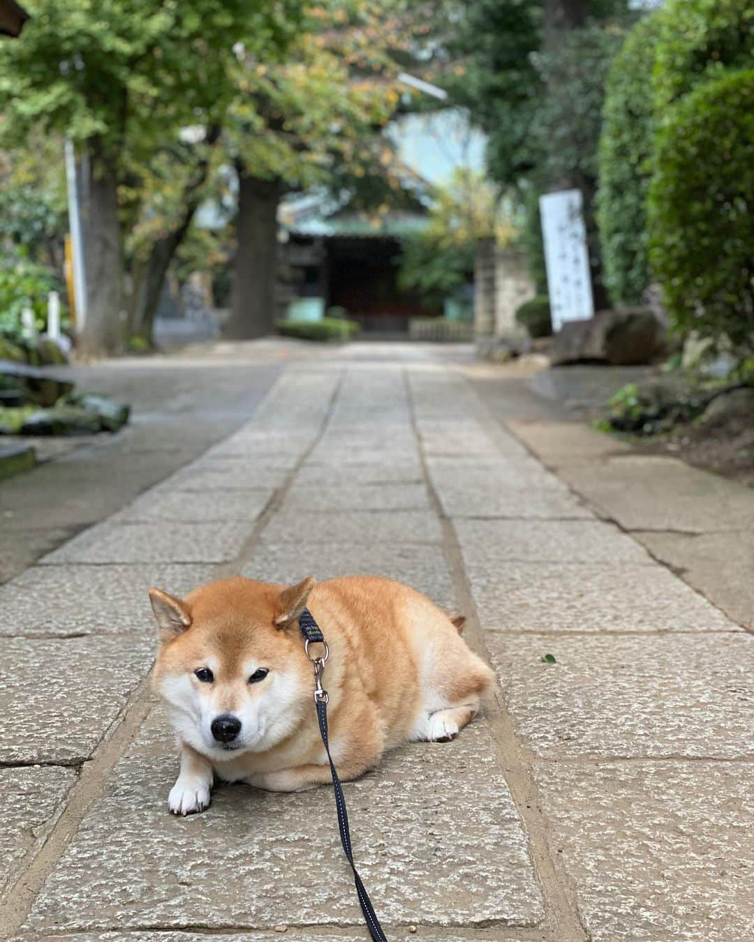 まる（まるたろう）のインスタグラム