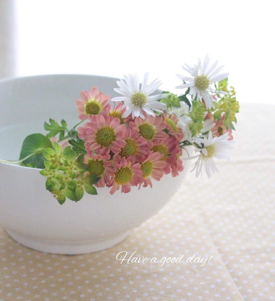 雑誌『花時間』さんのインスタグラム写真 - (雑誌『花時間』Instagram)「おはようございます。キクって、かわいいなって思える花に出会いました。それは、ニュアンスピンクのこの子💕  小さな花が固まって咲くスプレータイプです。短く切って、白いボウルに…。一緒に買った花は白いクジャクソウと、キクの花芯の色に似たブプレウルムです。じつは、最初にキクを選んでから、何を合わせようかと…花屋さんの店内をぐるぐる。花選びは脳トレになりますね😅  キクの品種名がお花屋さんでは不明だったので、どなたかご存知の方は教えてください🤲  では、本日も元気smile😊😊😊で頑張りましょう！ by ピーターパン  #flowers #flowerslovers #flowerstagram #flowerarrangement  #花時間 #花時間201９ #花好き #花藝 #花好きな人と繋がりたい #花が好きな人と繋がりたい #花のある生活 #花のある暮らし #花を飾る #花を飾る生活  #キク #スプレーマム #クジャクソウ #ブプレウルム #ピンクの花  #花を楽しむ  #フラワーアレンジ  #フラワーアレンジメント #花遊び  #草花が好き  #毎日の花 #chrysanthemum  #Frostaster  #Hare'sear  #botanicallife  #花屋さんへ行こう」11月27日 9時30分 - hanajikan_magazine