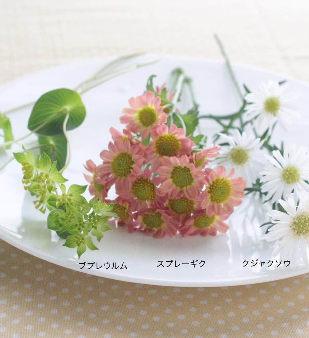 雑誌『花時間』さんのインスタグラム写真 - (雑誌『花時間』Instagram)「おはようございます。キクって、かわいいなって思える花に出会いました。それは、ニュアンスピンクのこの子💕  小さな花が固まって咲くスプレータイプです。短く切って、白いボウルに…。一緒に買った花は白いクジャクソウと、キクの花芯の色に似たブプレウルムです。じつは、最初にキクを選んでから、何を合わせようかと…花屋さんの店内をぐるぐる。花選びは脳トレになりますね😅  キクの品種名がお花屋さんでは不明だったので、どなたかご存知の方は教えてください🤲  では、本日も元気smile😊😊😊で頑張りましょう！ by ピーターパン  #flowers #flowerslovers #flowerstagram #flowerarrangement  #花時間 #花時間201９ #花好き #花藝 #花好きな人と繋がりたい #花が好きな人と繋がりたい #花のある生活 #花のある暮らし #花を飾る #花を飾る生活  #キク #スプレーマム #クジャクソウ #ブプレウルム #ピンクの花  #花を楽しむ  #フラワーアレンジ  #フラワーアレンジメント #花遊び  #草花が好き  #毎日の花 #chrysanthemum  #Frostaster  #Hare'sear  #botanicallife  #花屋さんへ行こう」11月27日 9時30分 - hanajikan_magazine