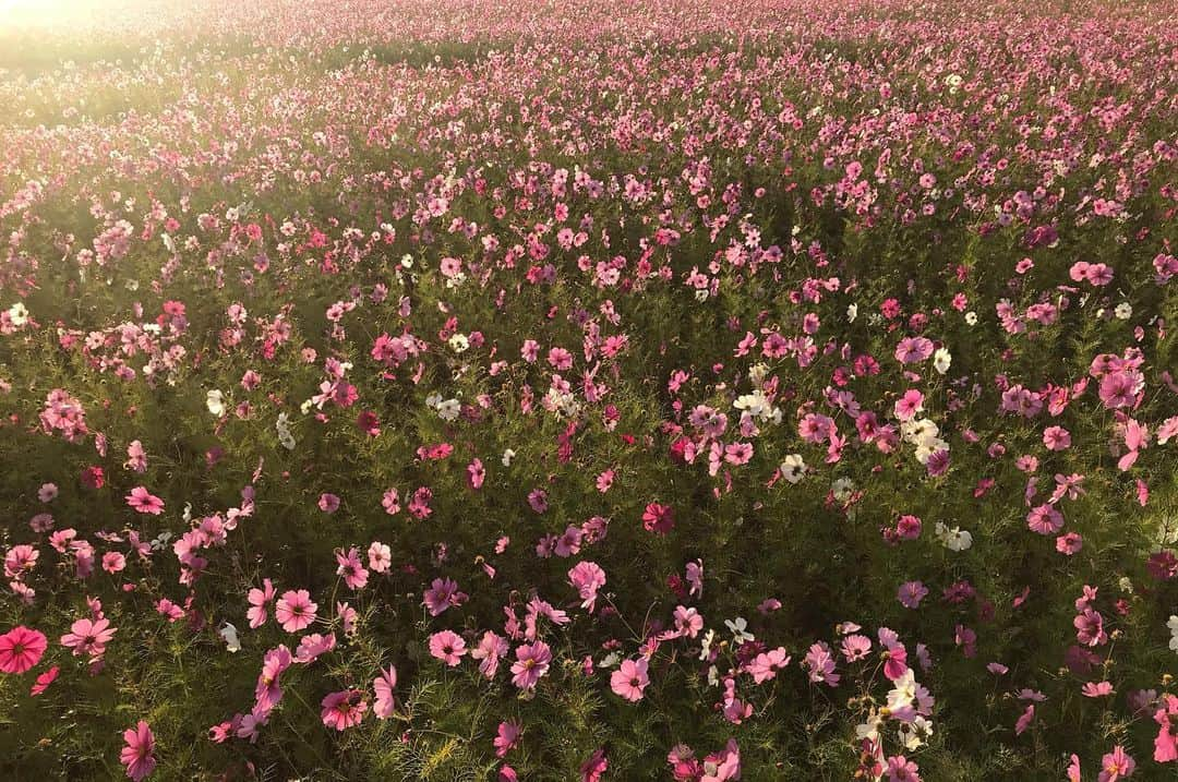 矢野未希子さんのインスタグラム写真 - (矢野未希子Instagram)「雨上がりのお花は 雨が嬉しいって キラキラしていました✨✨✨」11月27日 9時54分 - mikko1104