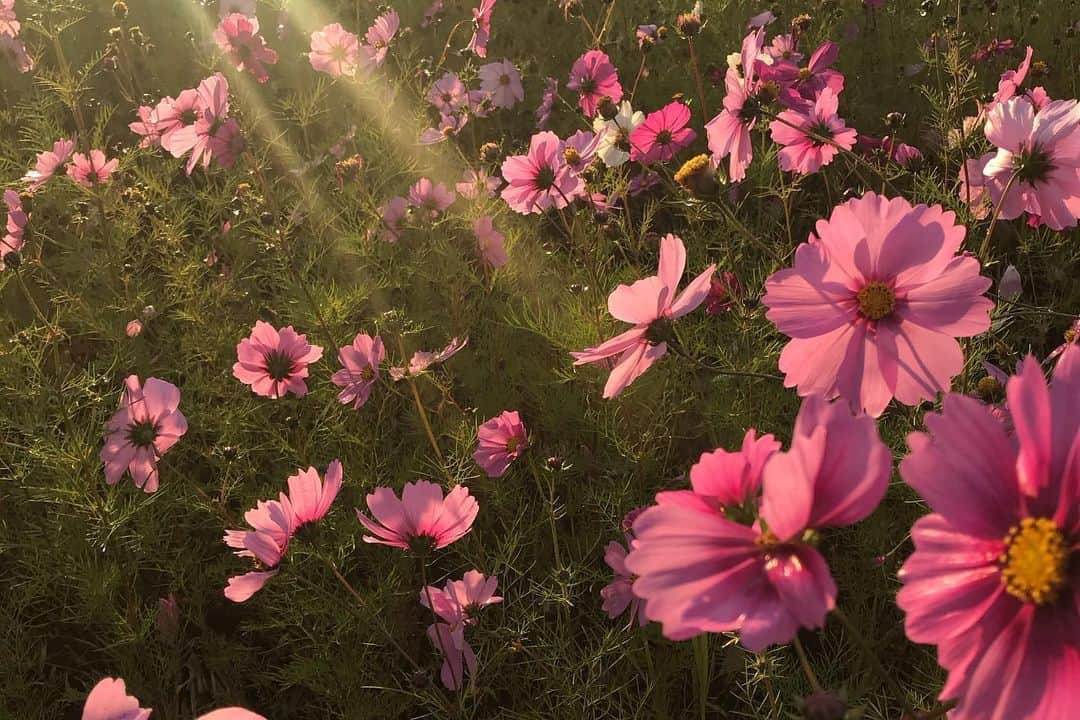 矢野未希子さんのインスタグラム写真 - (矢野未希子Instagram)「雨上がりのお花は 雨が嬉しいって キラキラしていました✨✨✨」11月27日 9時54分 - mikko1104
