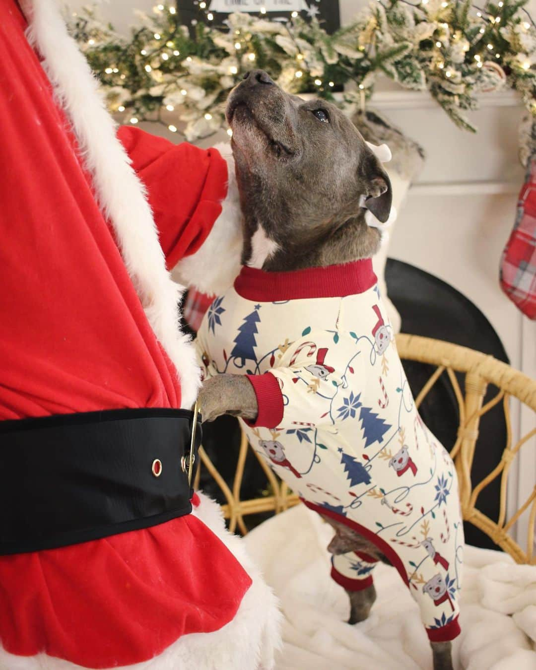 DARREN&PHILLIPさんのインスタグラム写真 - (DARREN&PHILLIPInstagram)「I really like Santa he gis v v v good gentle stratches on my chin and he smells like cookies which is also good.  Our Bark the Halls Christmas collection for humans and their doggos goes on sale tomorrow friends! 😍😍 7pm AEDT, check our stories for the time in your city!  We can’t wait for you to see these in real life! They are soooo christmassy 😍😍🎄🎄🎄 And we especially can’t wait to see all your matchy Christmas photos! 😍😍 Lots of love, Jen, Philly and Bobby Dazzler ♥️♥️」11月27日 10時03分 - the_blueboys