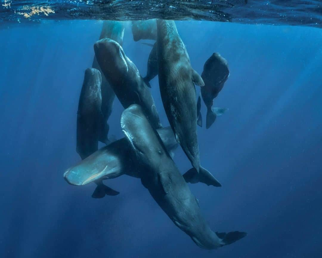 National Geographic Travelさんのインスタグラム写真 - (National Geographic TravelInstagram)「Photo by Cristina Mittermeier @Mitty | To free dive next to a pod of sperm whales sleeping with their melons pointed toward the sky is to feel as though you've passed into another world. They look like stone pillars suspended in space, surrounded by a blue that seems to never end. Paul Nicklen and I spent hours drifting with them as they slept. Every few minutes, one would peel off and rise to the surface for a breath, only to return to its vertical position with the rest of the pod. This experience changed my life and makes me want to fight even harder to protect whales and all wildlife.  Scientists believe these whales communicate with one another over great distances and that they might even be able to "touch" each other with sound. When you're in the water with them, the energy from their clicks is so powerful you can feel it reverberate inside your rib cage!  Follow me @Mitty for more stories and photos of sperm whales from our next adventure to Dominica with @SeaLegacy. #TurningTheTide #Whales #SleepingBeauty #Ocean #ExtinctionEndsHere」11月27日 10時04分 - natgeotravel