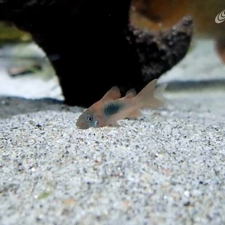 世界淡水魚園水族館 アクア・トト ぎふのインスタグラム：「スタッフが見せてくれた動画。 ただひたすら、砂の中をもぞもぞとするコリドラス。 ちょっと癒しだったので、みなさまにも。  #アクアトト #アクアトト岐阜 #アクアトトぎふ #水族館#aquarium#コリドラス#もぞもぞ #corydoras」