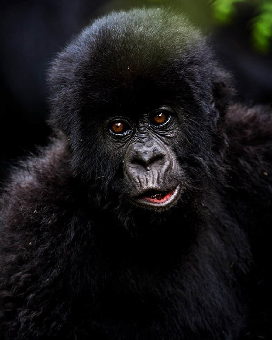 ナショナルジオグラフィックさんのインスタグラム写真 - (ナショナルジオグラフィックInstagram)「Photo by @mattiasklumofficial | A baby mountain gorilla relaxes during a midday siesta. These primates are not just closely related to us but unfortunately still critically endangered, and only approximately 1,000 are left in the wild in the Virunga Mountains. They are powerful, intelligent, and peaceful. And they still need our help to survive! Maintaining a sound population of mountain gorillas and keeping their forests in balance is actually the best way to secure long-term stability for people, nature, climate, and the region's economy. Spending time with these powerful primates has been one of the great privileges of my job!  Please go to @mattiasklumofficial to see images and films from our projects around the world!  #protectbiodiversity #saveourecosystems #savethegorillas  #virunga  #beauty @thephotosociety」11月27日 10時38分 - natgeo