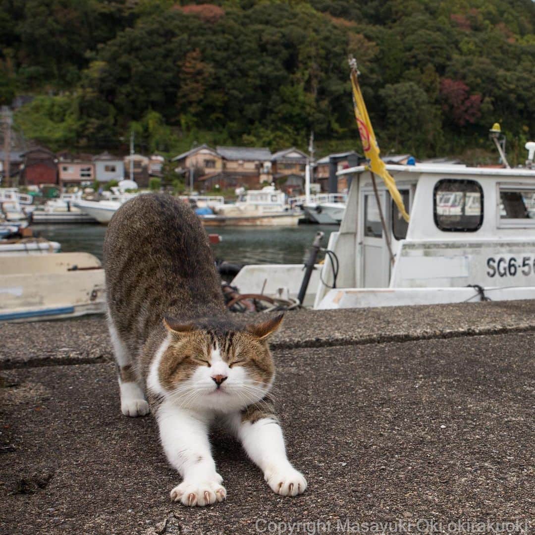 Masayukiさんのインスタグラム写真 - (MasayukiInstagram)「のびー。  #cat #ねこ」11月27日 10時52分 - okirakuoki