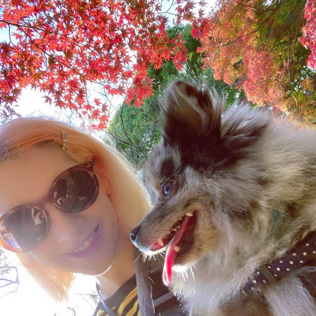 mimeiさんのインスタグラム写真 - (mimeiInstagram)「i know i know my instagram is all dog pics now,, #🍁 #🐶」11月27日 11時28分 - mimeiland