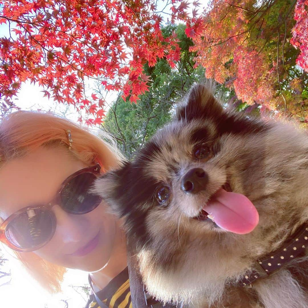 mimeiのインスタグラム：「i know i know my instagram is all dog pics now,, #🍁 #🐶」