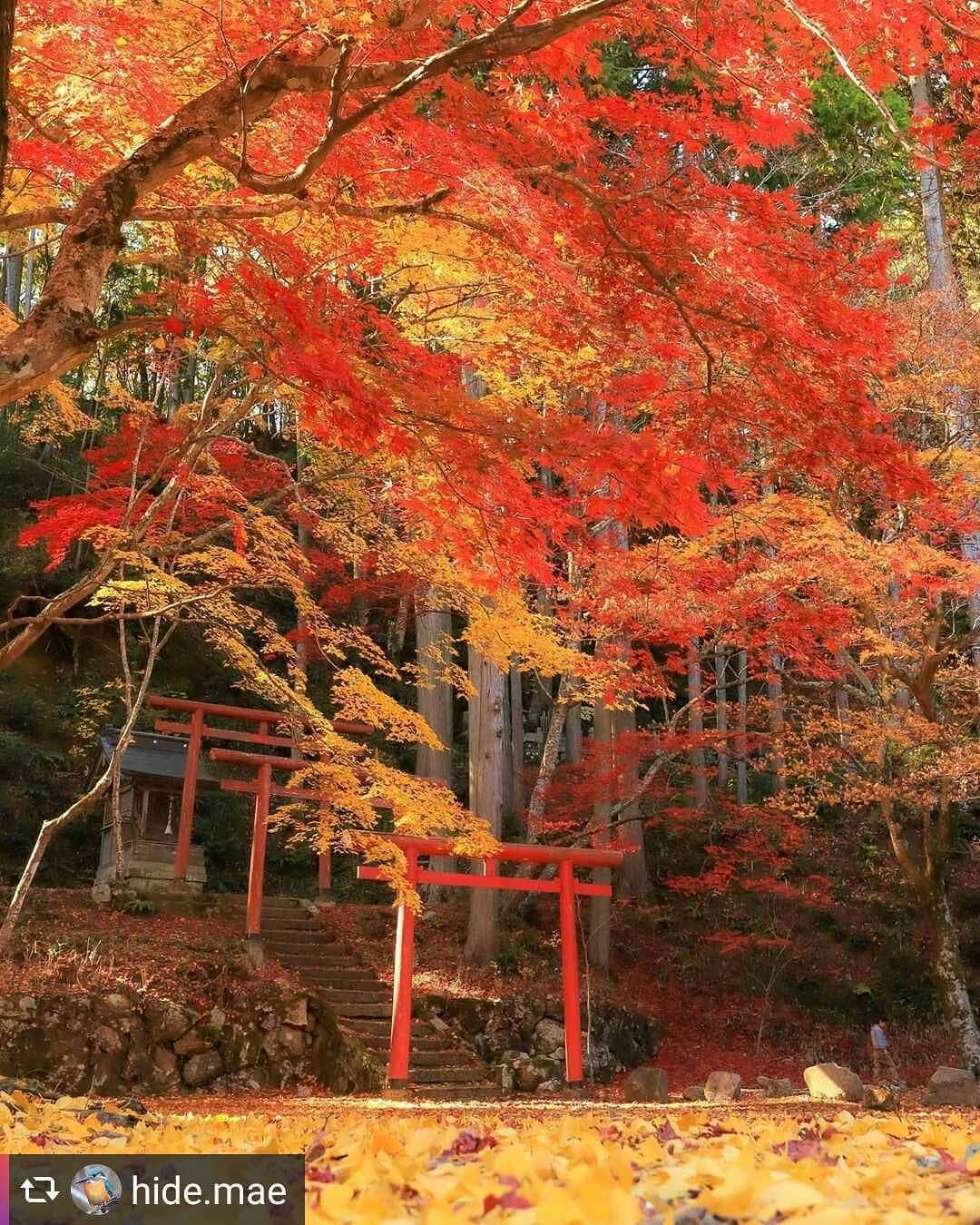 兵庫県さんのインスタグラム写真 - (兵庫県Instagram)「兵庫県公式インスタグラム『love_hyogo』です。  love_hyogoでは皆さんが#lovehyogo のハッシュタグを付けて投稿していただいた写真から素敵な写真をご紹介させていただきます。  本日のピックアップは @hide.mae さんのお写真です👑 ハッシュタグをつけての投稿ありがとうございます😳  写真は丹波篠山市東本荘にある『洞光寺』での一枚です📷  赤と黄に色づいた紅葉が重なり合い息をのむ美しさです😍💖 連なる鳥居と落葉がより雰囲気を引き立てます👏  洞光寺は、南北朝時代に創建された古刹で紅葉の名所として有名です🍁晴れた日には池に映りこむ景観も楽しめるとか😊  県内の紅葉スポットは、見頃〜ピークを過ぎている所もあるようですが皆さま心残りのないよう紅葉を満喫してくださいね😄🍁👍 兵庫にまつわる投稿は#lovehyogo のハッシュタグをお願いします👈  #兵庫県#兵庫#lovehyogo#love_hyogo#photooftheday#followme#hyogo #丹波篠山市 #篠山市 #洞光寺 #紅葉 #もみじ #イチョウ  #秋の景色」11月27日 12時00分 - love_hyogo