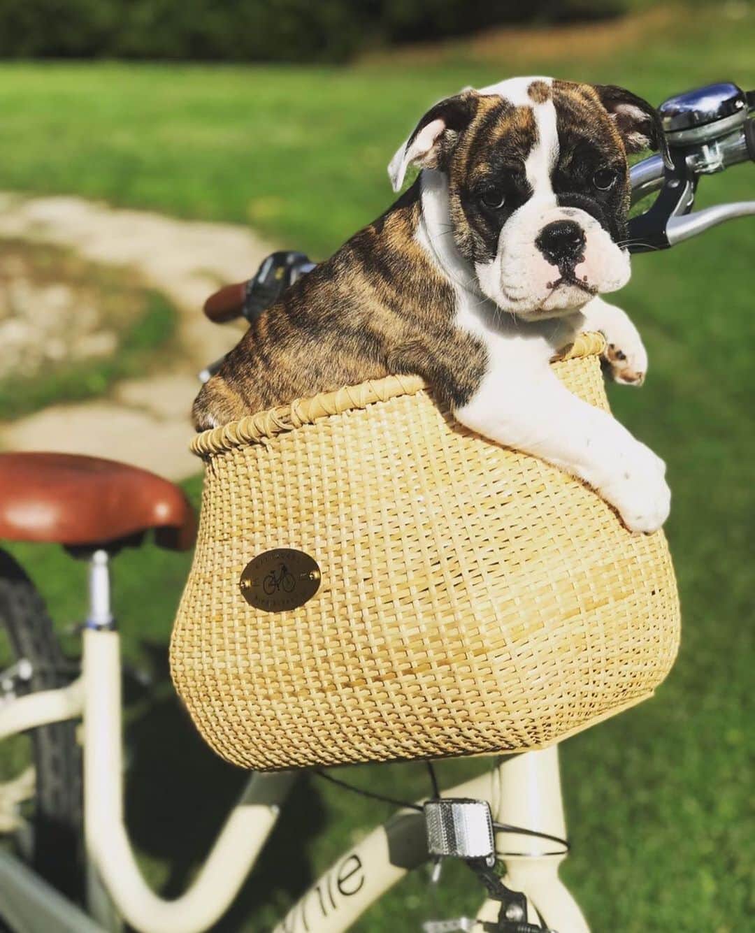 Bodhi & Butters & Bubbahのインスタグラム：「Don’t forget your #bulldog when #traveling this #holiday season ✈️ . . . . #sweet #puppy #love #thanksgiving #dogsofinstagram #bestoftheday #bff #numberone @georgiapeachthebulldog」