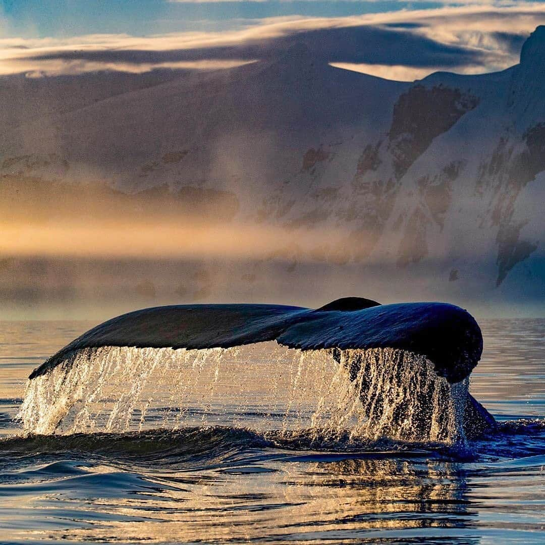 ナショナルジオグラフィックさんのインスタグラム写真 - (ナショナルジオグラフィックInstagram)「Photo by @paulnicklen | A humpback whale descends into the depths of Gerlache Strait, in Antarctica, to gorge on krill. Much further north in the opposite hemisphere, this past spring and summer saw over 121 grey whales washed up dead on shores in North America, from California to Oregon, Washington, Alaska, and British Columbia. This was the highest recorded whale die-off in 20 years. Scientists believe massive oceanic animals are starving to death and speculate that it’s because food sources are vanishing, or changing their behaviors, in the dramatically warmer waters triggered by climate change. The global effects of climate change are no longer a discussion for the future, we are experiencing a radically and rapidly changing planet. Follow me @PaulNicklen to learn how you can make a difference for the health of the ocean and the future of our shared planet. Shot on assignment for @NatGeo. #TurningTheTide #ExtinctionEndsHere #WhaleTail」11月27日 12時35分 - natgeo