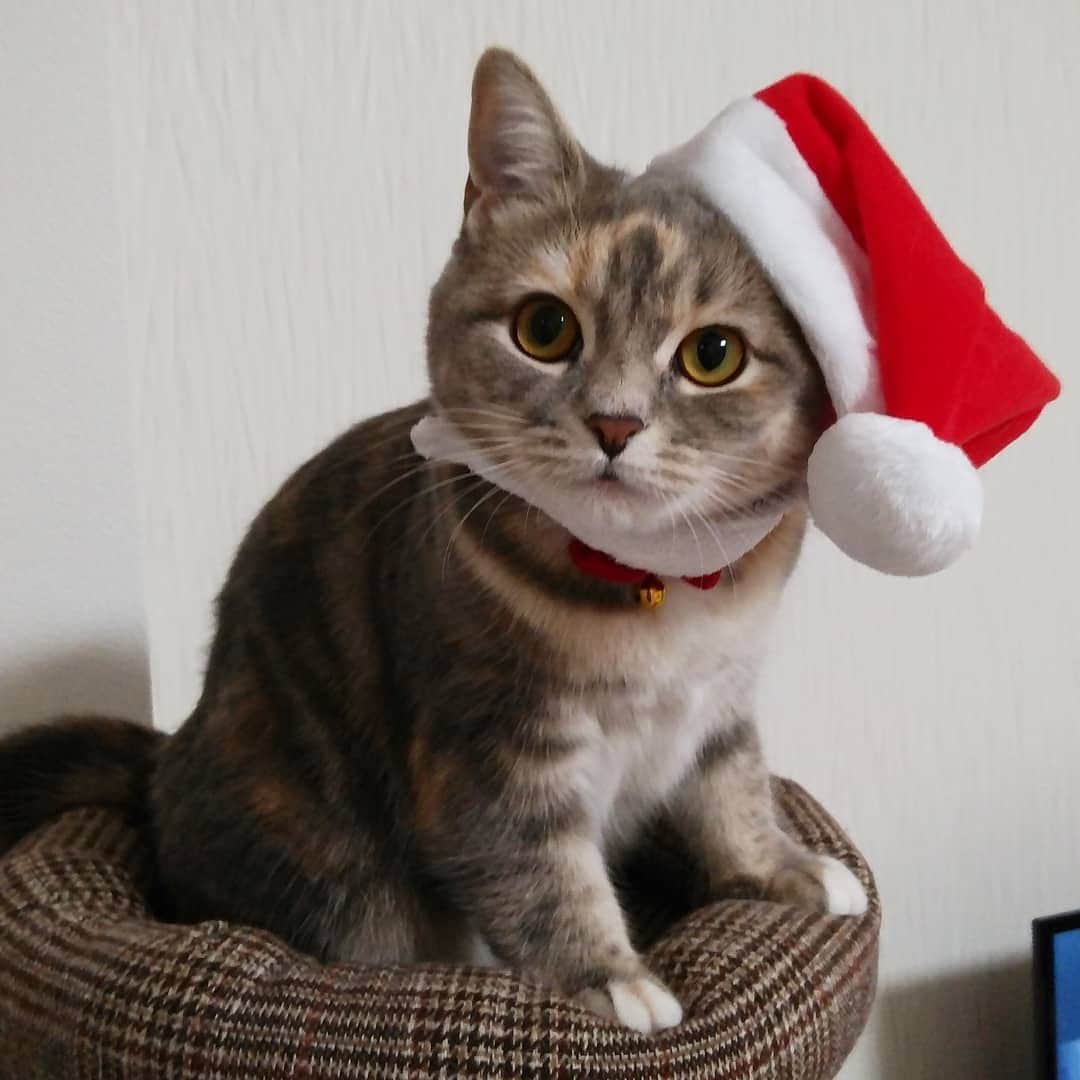 MiawMiawのインスタグラム：「こんにちは😊♪⁣⁣ ミャウミャウ公式アカウントです🐈⁣⁣ ⁣⁣ ただいま開催中のフォトコンテストの応募の中から⁣⁣⁣⁣⁣⁣ 【 #ドレスパーティーmiawmiaw 】を⁣⁣ 付けていただいた方のフォトをご紹介いたします！⁣⁣⁣⁣⁣⁣ ⁣ ━･･━･･━･･━･･━･･━･･━⁣⁣ photo： @yunatsumori さん⁣⁣ ━･･━･･━･･━･･━･･━･･━⁣⁣ ⁣⁣ 斜めにかぶった赤いサンタ帽がとってもお似合いです😻💝⁣ ⁣フォトコンテストへのご応募ありがとうございました💫⁣⁣ ________________________________________＿＿⁣⁣ ⁣⁣ ＼MiawMiaw ドレスParty@インスタ フォトコンテスト開催中！／⁣⁣ 限定商品『MiawMiaw Precious(ミャウミャウ プレシャス )　パーティーボックス』⁣⁣ を購入してドレスパーティーに参加しよう😻🎀⁣⁣ ⁣⁣ 商品に付属の全8種類のパーティーウエアのうち、1種類以上を身につけた⁣⁣ かわいい猫ちゃんを投稿して豪華賞品をGET🎁✨⁣⁣ ⁣⁣ 皆さまのご参加をお待ちしております🐈💓⁣⁣ ⁣⁣ ＜参加方法＞⁣⁣ ① @miawmiaw_series (ミャウミャウ公式アカウント)をフォロー⁣⁣ ② 『MiawMiaw Precious(ミャウミャウ プレシャス )　パーティーボックス』⁣⁣ をご購入頂き、ボックスに入っているパーティーウエアを身に着けた猫ちゃんのお写真を撮影する⁣⁣ ③ 下記のフォトコン専用ハッシュタグを付けて投稿する（複数応募・複数枚投稿可）⁣⁣ ※キャンペーン期間外(過去投稿)の投稿に応募ハッシュタグを付けた場合はキャンペーンの応募対象外とさせていただきます。ご了承ください。⁣⁣ ※並行して開催中のフォトコンテストへ同時にご応募いただくことも可能です。⁣⁣ ⁣⁣ ＜フォトコン専用ハッシュタグ＞⁣⁣ #ドレスパーティーmiawmiaw⁣⁣ ※「miawmiaw」を付けていただかないと今回の応募の対象になりませんのでご注意ください。⁣⁣ ⁣⁣ フォトコンテスト期間中、指定のハッシュタグでご参加いただいている方を、⁣⁣ 当アカウントでご紹介させていただくこともございます💛⁣⁣ ⁣⁣ ＜募集期間＞⁣⁣ 2019年11月1日(金)～2020年1月31日(金)23:59まで⁣⁣ ⁣⁣ ＜賞品＞⁣⁣ 大賞✨（3名さま）おしゃれな猫ちゃん用限定ウエア＋MiawMiaw商品詰め合わせ⁣⁣ ※賞品の画像はイメージです。変更になる場合がございます。⁣⁣ ⁣⁣ ＜入選者様へのご連絡＞⁣⁣ 入選者発表は2⽉下旬を予定しております。⁣⁣ 入選者の⽅には Instagram上のDMにてご連絡致します。⁣⁣ ⁣⁣ ＜ご注意＞⁣⁣ ＊本キャンペーンにご参加いただくことにより、本募集要項に同意いただいたものとみなします（未成年の方については、親権者に同意いただいたものとみなします）。⁣⁣ ＊本キャンペーンは、限定商品『MiawMiaw Precious(ミャウミャウ プレシャス )　パーティーボックス』をご購入いただいた方限定のキャンペーンになります。⁣⁣ ＊選考時に、アカウントフォロー及び指定のハッシュタグ投稿を継続いただいていることが確認できない場合、選考の対象から外れることがあります。フォトコンテスト終了からおおむね1か月程度、参加条件に達する状態を継続いただくことをお勧めします。⁣⁣ ＊アカウントを非公開設定にしている場合は選考対象外となります。⁣⁣ ＊再選考は行いません。⁣⁣ ＊入選者は、配送の都合で日本国内にお住まいの方に限らせていただきます。⁣⁣ ＊企業アカウントからのご応募は選考対象外となります。⁣⁣ ＊賞品の返品・交換はできませんのでご了承くださいませ。⁣⁣ ＊賞品の転売は禁止させていただきます。⁣⁣ ＊通信環境の問題でDMが不着となった場合、又はご当選通知のDMに記載の手続きを履行いただけない場合、ご入選の資格は無効となります。⁣⁣ ＊賞品画像はイメージとなります。⁣⁣ ＊本キャンペーン参加にあたって生じるインターネット接続料や通信料、当選連絡DMに記載の手続を履践するにあたって生じる諸費用は、ご本人様の負担となります。⁣⁣ ＊本キャンペーンで投稿いただいた写真や動画は、当社公式Instagramアカウントにてご紹介させていただく場合がございます。なお、このご紹介は選考結果とは関係がありません。⁣⁣ ⁣⁣ たくさんのご応募お待ちしております！⁣⁣ ⁣⁣ #miawmiaw #ミャウミャウ⁣⁣ #ドレスパーティーmiawmiaw #miawmiawprecious⁣⁣ #フォトコンテスト #コンテスト #プレゼント企画 #プレゼント #プレゼントキャンペーン #キャンペーン開催中 #キャンペーン #お洒落ねこ #ドレスパーティー #ねこのいる生活 #ねこばか #ネコ好き #猫 #ねこ #ネコ #にゃんこ #猫部 #ねこ部 #キャットフード #猫好きさんと繋がりたい #猫好き #にゃんこ部 #にゃんすたぐらむ #ねこすたぐらむ #にゃー」